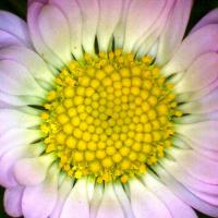 Paquerette bellis perennis 3 