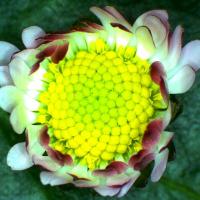 Paquerette bellis perennis 5 