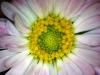 Paquerette bellis perennis 7