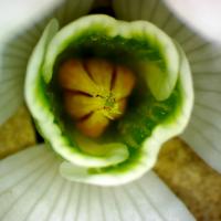 Perce neige galanthus nivalis 3 