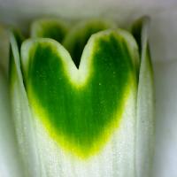 Perce neige galanthus nivalis 5