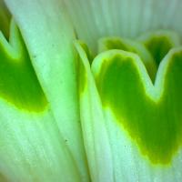 Perce neige galanthus nivalis 7 1