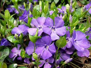 Pervenche vinca minor