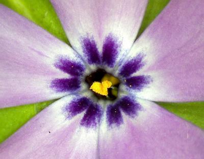 Phlox 4