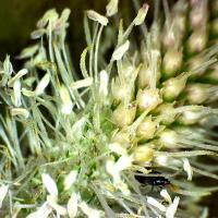 Plantain des montagnes plantago