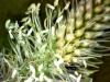 Plantain des montagnes plantago