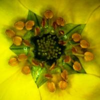 Potentille arbustive potentilla fructicosa 2