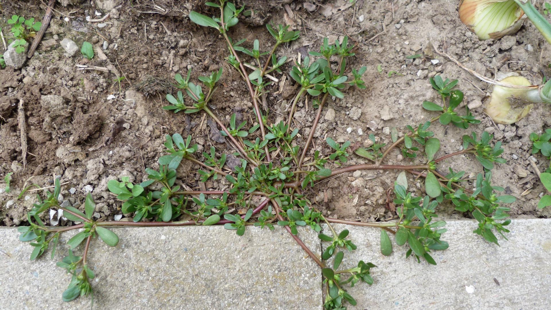 Pourpierdesjardins-Portulacca europea