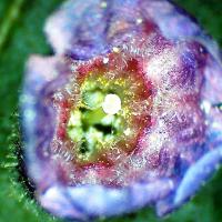 Pulmonaire pulmonaria off 9 