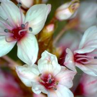 Renouee persicaire polygonum persicaria 1 