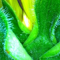 Sepales tournesol helianthus annuus