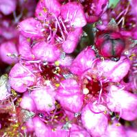 Spiree du japon spiraea japonica 3 