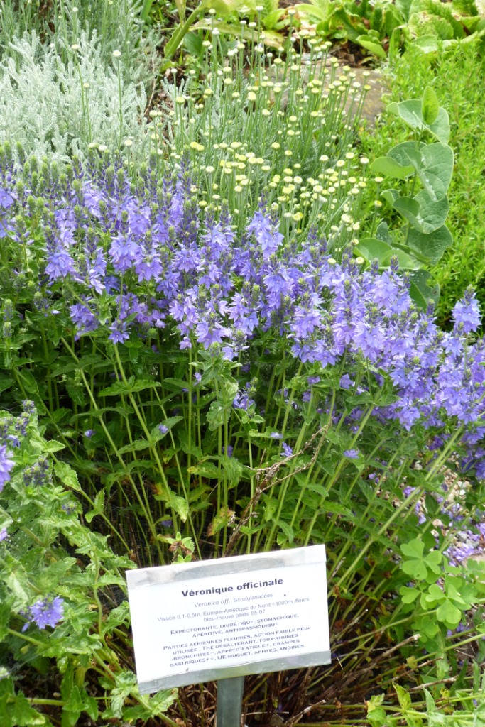 Veronique officinale